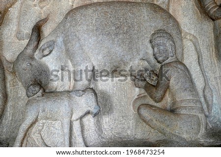 Milking of cow with its cattle by a man is depicted as the bas relief sculpture in Mahabalipuram, Tamilnadu. Indian rock art of ancient historical animal sculptures at rock cut temples in Tamil nadu.