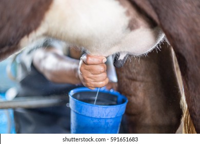 Milking of a cow and Technical milked