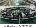 Milking cows by automatic industrial milking rotary system in modern diary farm.