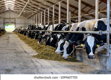 Milking cows eating forage and hay in modern farm cowshed on dairy farm.
