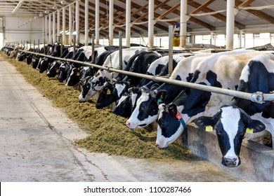 Milking cows eating forage and hay in modern farm cowshed on dairy farm.