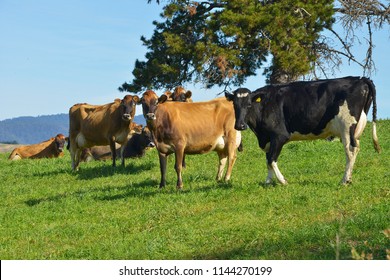 Milking cows, cows grazing in the Bega valley shire on the far south coast of NSW Australia, the area well known for producing cheese and milk of high quality.