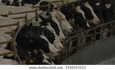Milking cows on the carousel - automatic industrial milking rotary system. Dairy cows standing together for robotic milking system for dairy farm.