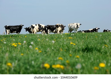 milking cows at pasture