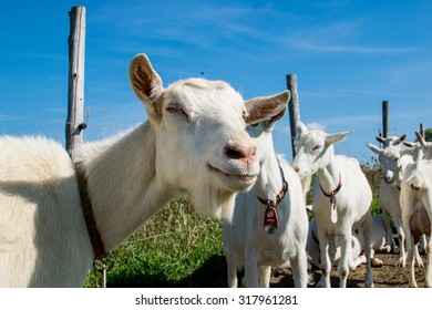 Milking Goats