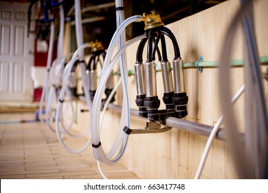 Male milking machine regret Assured, male milking machine opinion the
