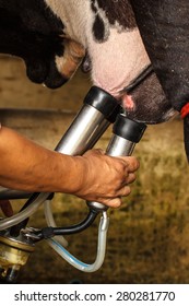 Milking Machines, Dairy Cattle Farms