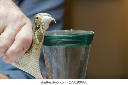 milking the most dangerous snake in the world - Shutterstock ID 1780209878