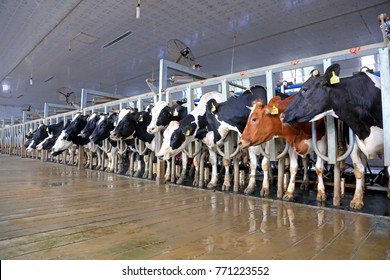 Milking parlor in dairy farm