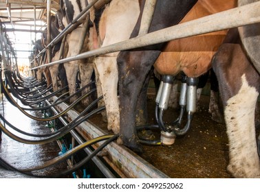 Milking Shed At A Victoria Dairy Farm, Australia.