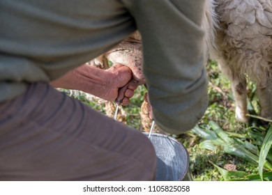 Milking the sheep for cheese production on ecological farm. - Shutterstock ID 1105825058