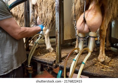 Milking Sheep At The Dairy Farm. High Quality Photography