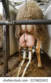 Milking Sheep At The Dairy Farm. High Quality Photography