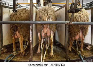 Milking Sheep At The Dairy Farm. High Quality Photography