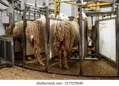 Milking Sheep At The Dairy Farm. High Quality Photography