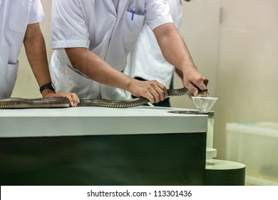 Milking Snake For Venom