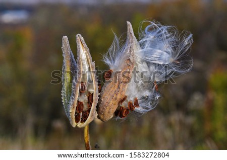 The milkweed ((Asclepias siraca)) splits seeds with white fluff at the end of maturation.