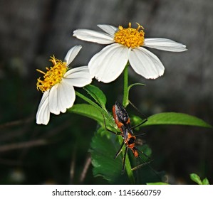 Milkweed Assasin Bug