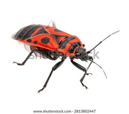 Milkweed Bug Crawling Pose Red Black Patterne Isolated On White Background
