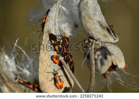 Milkweed bugs with distinctive orange and black patterns, on brown milkweed pods dispersing seeds in late summer.