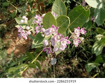 The milkweed flower, also known as "Swan Plant" or Aak,Madar in Hindi, is a pinkish-purple star-shaped flower with a corona resembling a crown in the center.  - Shutterstock ID 2286251919
