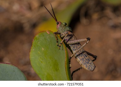 Milkweed Locust 