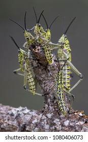 Milkweed Locust Meeting