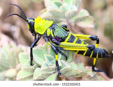 Milkweed Locust Nymph With Bright Yellow Coloring.