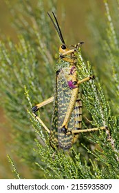 Milkweed Locust (Phymateus Spp.) Sitting On A Plant, South Africa
