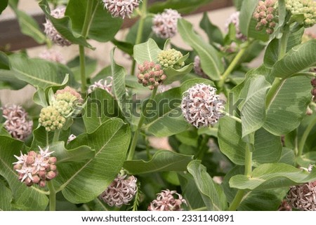 milkweed plant blooming with big green leaves and pink blooms 