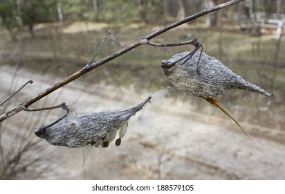 Milkweed plant is called because its seeds are covered with fibrous fluff resembling wool. 