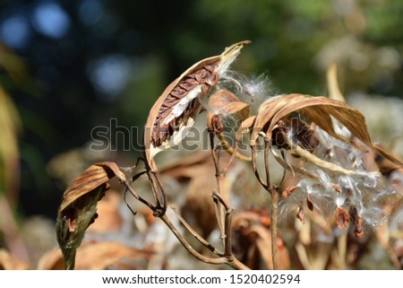 Milkweed plant dried seed pods blowing in wind