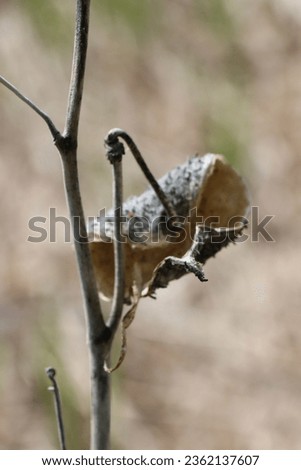 milkweed pod closeup of dried seed packet of wildflower in Midwest meadow brown grey curled detailed sharp fruitful production and growth