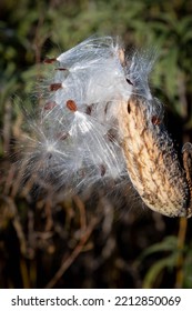 Milkweed Pod Goes To Seed