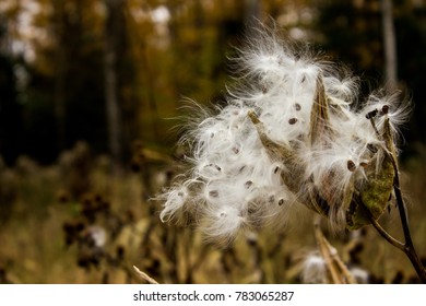 377 Blowing milkweed Images, Stock Photos & Vectors | Shutterstock