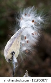 Milkweed Pod Releasing Seed