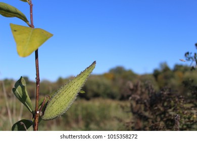 A Milkweed Pods Patiently Waits On The Stem To Open Up In A Breeze And Share Its Bounty Of Seeds.