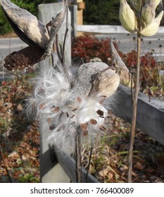 Milkweed in seed close up rustic