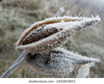 Milkweed seedpod covered in hoar frost
