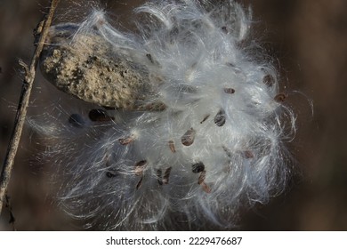 A milkweed seedpod is open and ready to disperse its seeds.