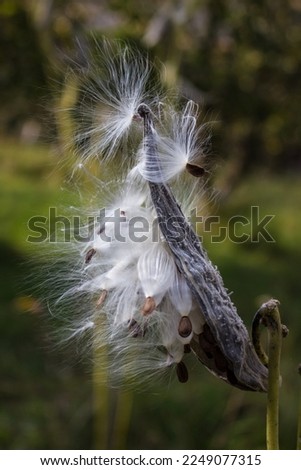 Milkweed seeds (Asclepias tuberosa) fluffed up by the wind are ready to become airborne. Common milkweed knows as butterfly flower, silkweed, silky swallow-wort, and Virginia silkweed. Closeup