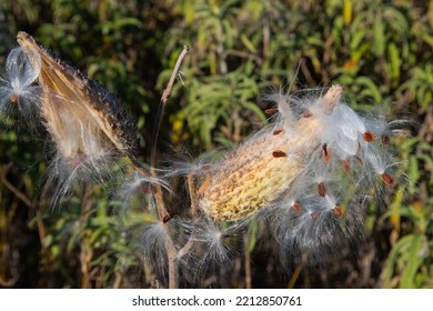 Milkweed Seeds Burst From A Pod