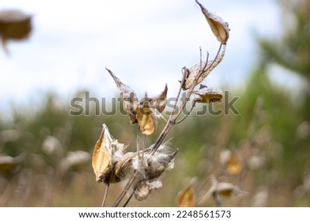 Milkweed seeds, dry stalks. Asclepias syriaca, called common milkweed, butterfly flower, silkweed, silky swallow-wort, is a species of flowering plant. It is in athe genus Asclepias, the milkweeds. 