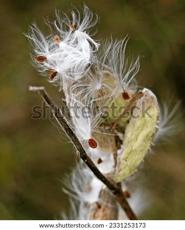 Milkweed seeds. Gone to seed. Fluff. Close up. Macro. Fall. Monarch butterflies. Native plants. Butterfly plant.  Airborne. Make a wish. Silk. Fiber. Natural beauty. Soft. Delicate. 