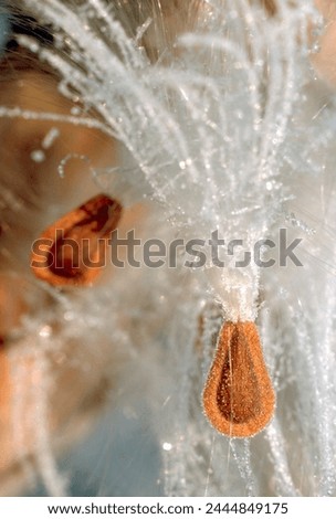 Milkweed seeds on a frosty Autumn Day.