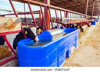 Milky cow drinking water in a modern farm