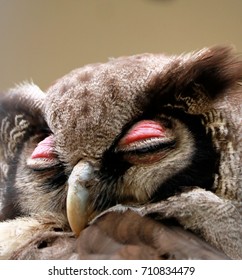 milky eagle owl
