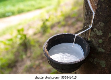natural rubber is
