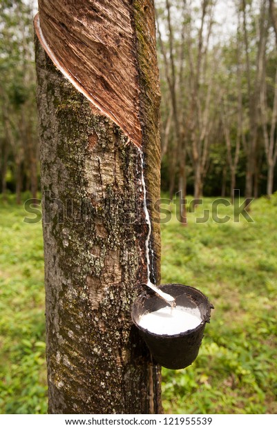 Milky Latex Extracted Rubber Tree Hevea Stock Photo (edit Now) 121955539