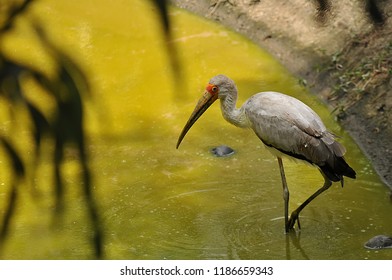 The Milky Stork (Mycteria Cinerea)